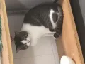 猫咪领养