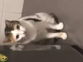 貓咪領養