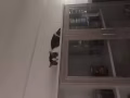 猫咪领养