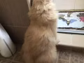 短腿猫