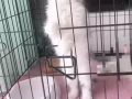 波斯混种小猫