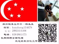 收费低办理快新加坡一手中介：banzheng134679