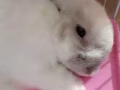 超級可愛的荷蘭垂耳兔