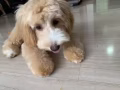 小宝宝过敏不能养狗狗，名贵狗狗低价转售