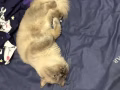 宠物猫丢失！