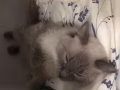 宠物猫丢失！