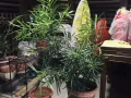 植物賤賣