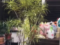 植物贱卖