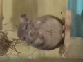 龙猫转让! Chinchilla for adoption!