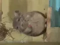 龙猫转让! Chinchilla for adoption!