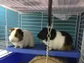 免费领养荷兰猪（天竺鼠）