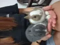 短毛小兔两只
