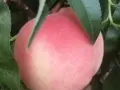好吃的水蜜桃
