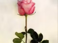 寻个漂亮小姐姐