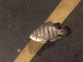 鱼竿 转让