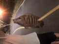鱼竿 转让