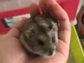 40新转让一只五个月大的（品种：瓜子白纹）公仓鼠，很健康很活泼已经养的圆圆润润