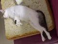 愛心領養價格可商！健康一歲半貓咪，性格溫順，粘人