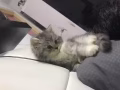 純種金吉拉