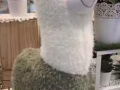 台湾正宗-草尼马- 超可爱❤️ 毛绒绒 人见人爱❤️ 大人小孩都喜欢 有兴趣欢迎