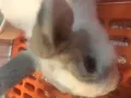 可爱小兔 在线寻新主人