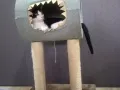 猫窝，猫爬架