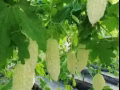 白玉苦瓜white bitter melon