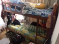漂亮豪華公寓Bartley residence 普通房出租，兩人搭房