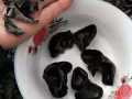 东北秋木耳