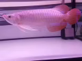 批发龙鱼