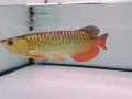 批發龍魚