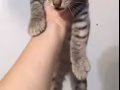 虎斑貓?