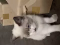 双色布偶猫