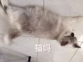 雙色布偶貓