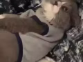 有偿领养纯种短腿曼赤肯猫咪
