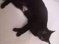 猫咪免费领养