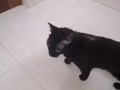 貓咪免費領養