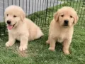 Golden retriever baby 黄金猎犬