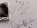 批发嫁接睫毛