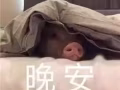 专业报地址