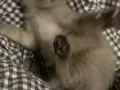 纯暹罗跟纯布偶混的三个月小猫咪