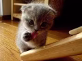出售回收猫