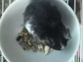 金丝熊宝宝领养！