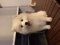 澳洲血统银狐犬