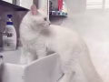 猫咪领养 男生7个月 已绝育
