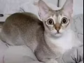 求购本地短毛猫