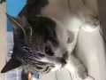 猫咪找新家