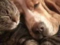 Save and rescue global animals donation