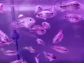 VIP小金花罗汉鱼F2