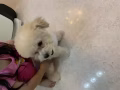 10个月maltipoo男狗狗出让